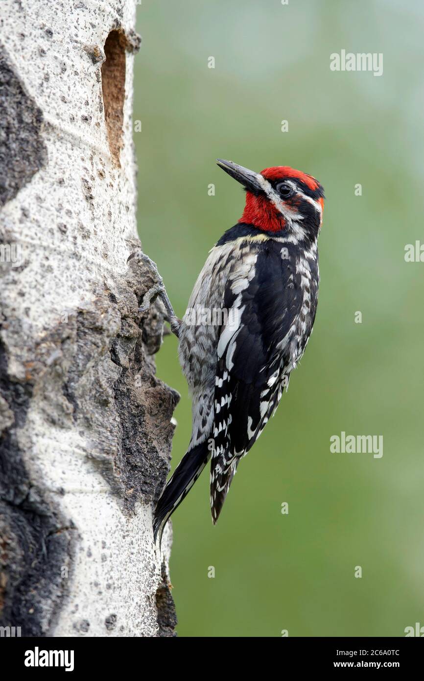 Adult male Red-naped Sapsucker (Sphyrapicus nuchalis) clinging to a tree in a forest in the Kamloops, British Columbia, Canada. Visiting his nest. Stock Photo