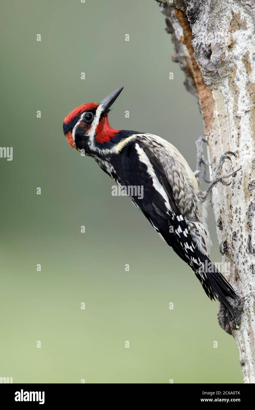 Adult male Red-naped Sapsucker (Sphyrapicus nuchalis) clinging to a tree in a forest in the Kamloops, British Columbia, Canada. Stock Photo