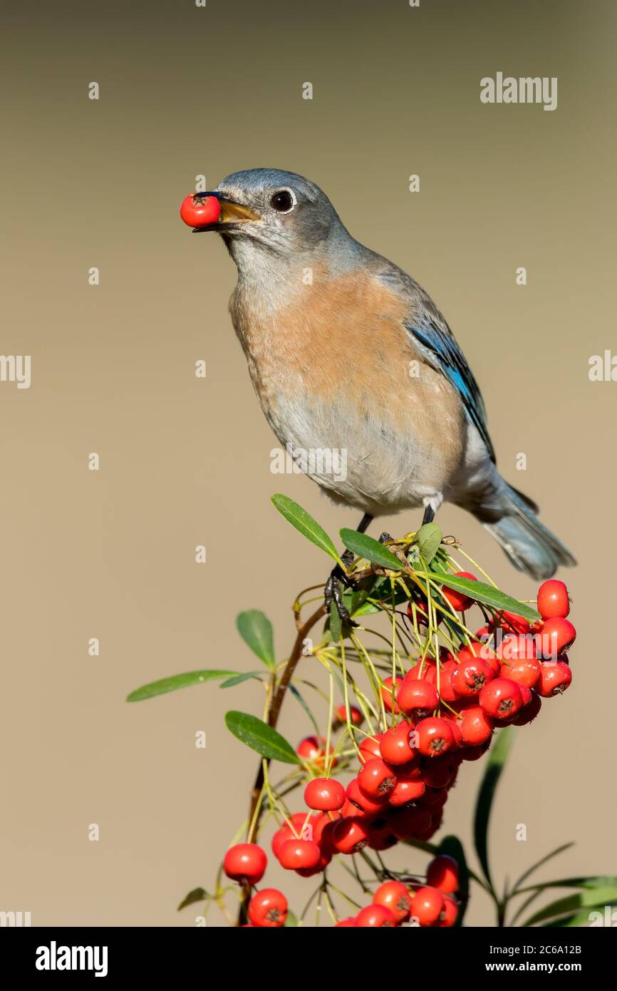 Wintering adult female Western Bluebird (Sialia mexicana) in Santa