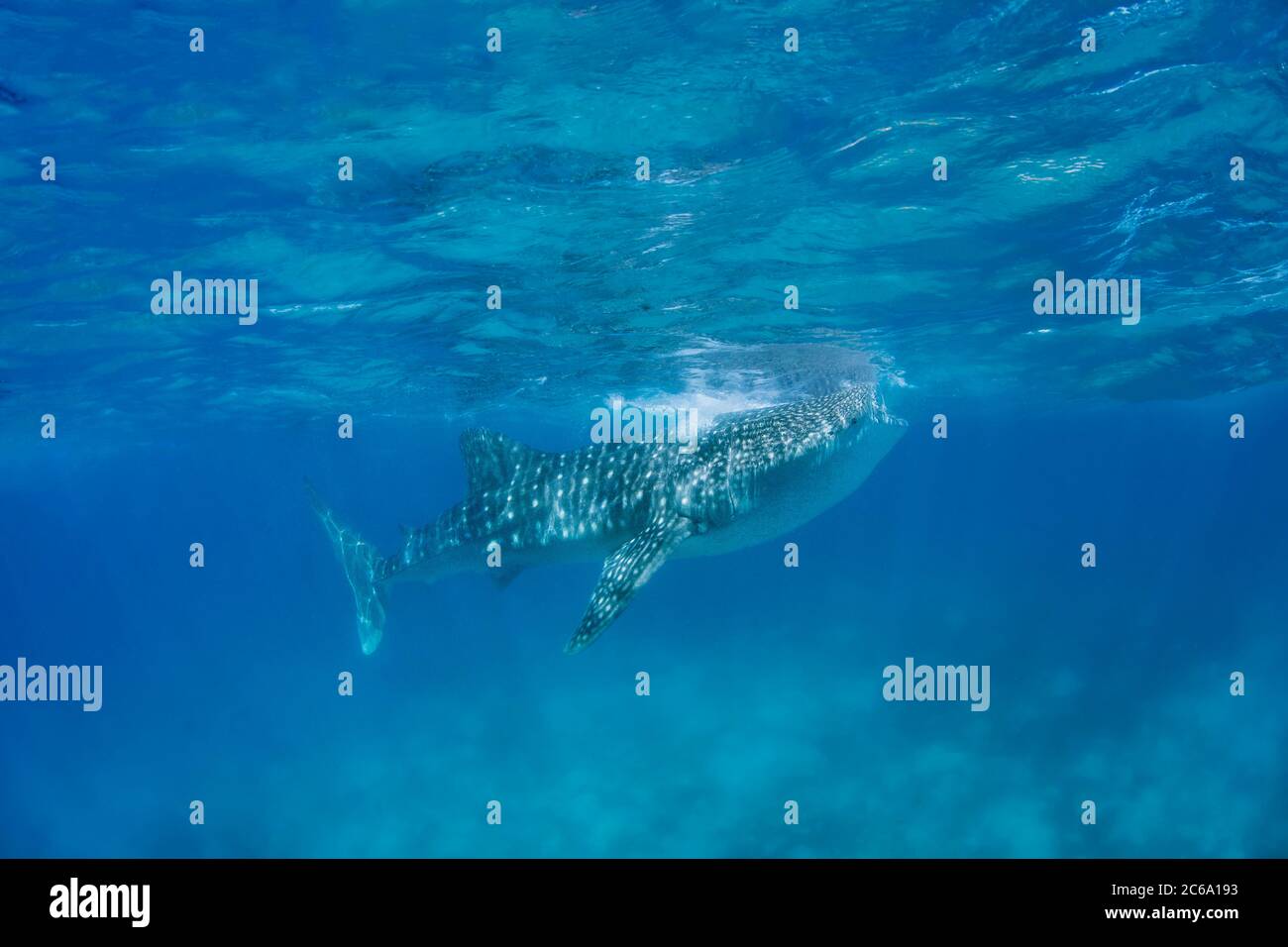 A whale shark, Rhiniodon typus, with its mouth open, filter feeding at the surface, Philippines. This is the worlds largest species of fish. Stock Photo