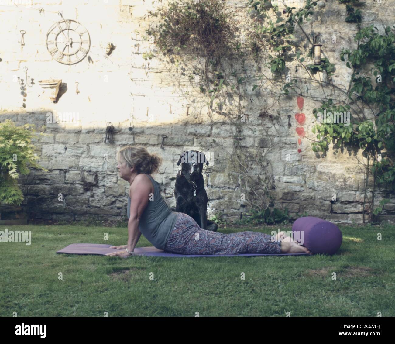 Middle aged woman doing yoga on a summers evening in the privacy of a walled garden accompanied by her black Labrador dog. Stock Photo