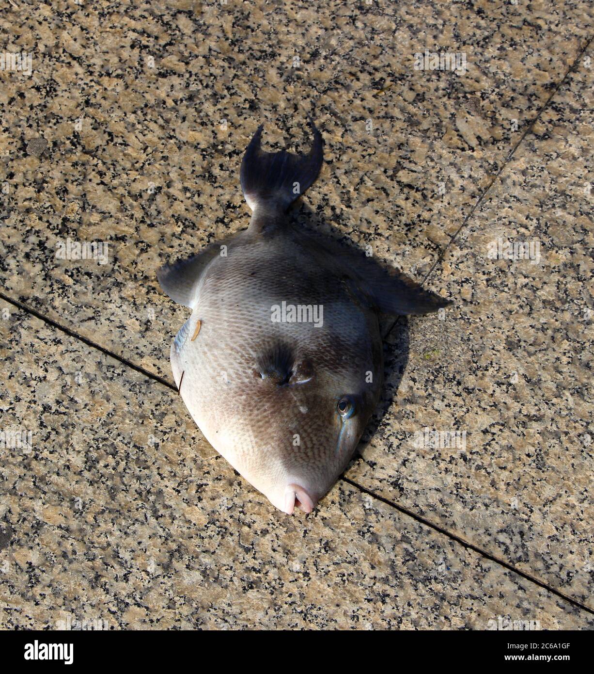 One Grey triggerfish Balistes capriscus caught Early morning fishing with rod and line in the bay of Santander Cantabria Spain Stock Photo