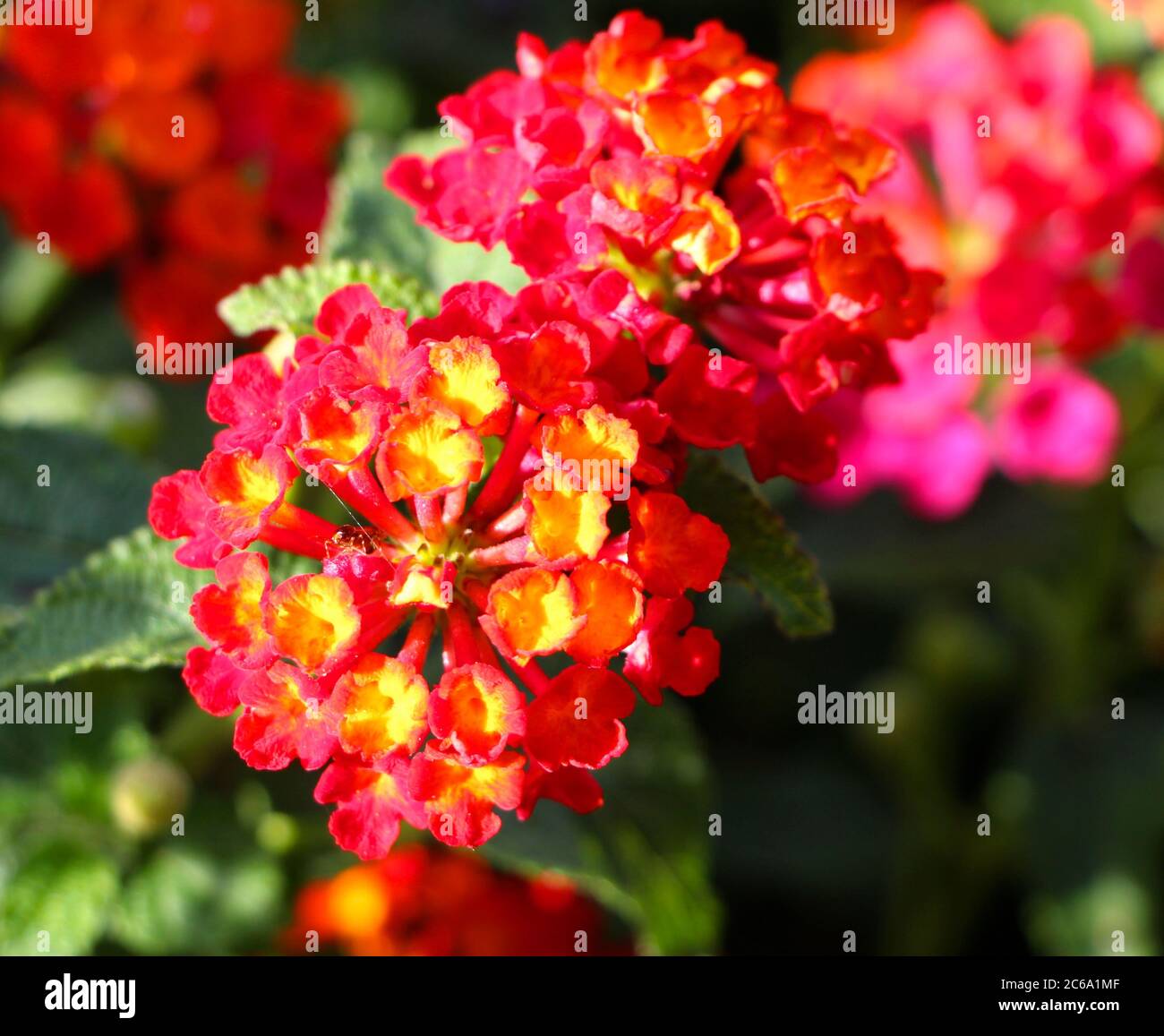 Lantana camara flowers with a tutti frutti smell and known to be toxic