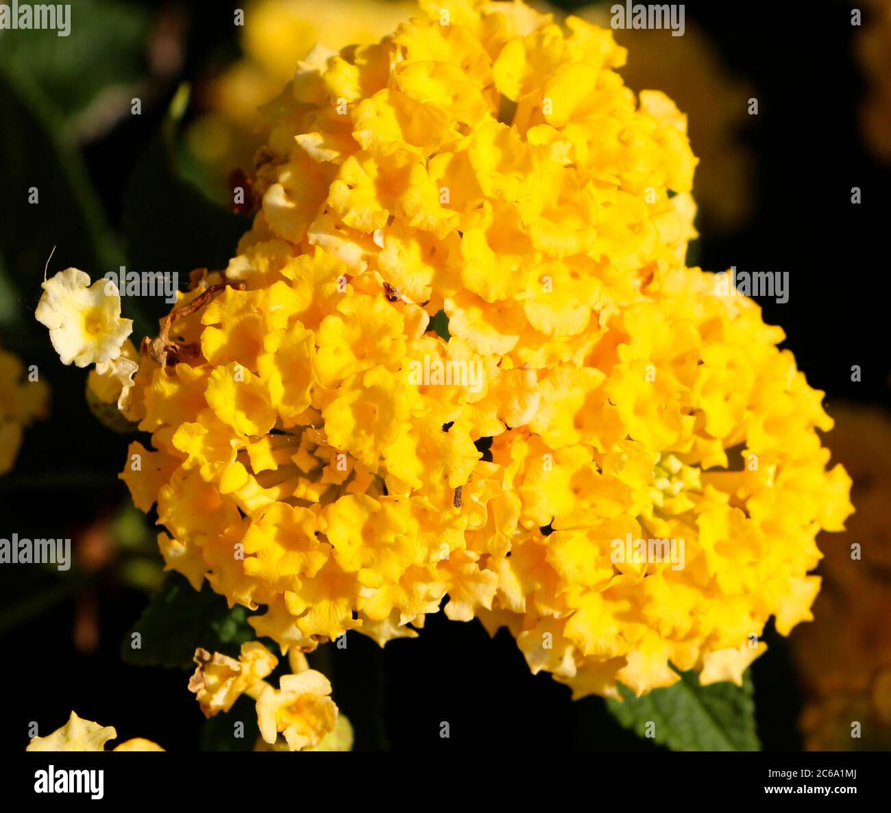 Yellow Lantana camara flowers with a tutti frutti smell and known to be