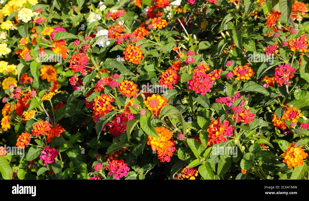 Lantana camara flowers with a tutti frutti smell and known to be toxic to livestock Stock Photo
