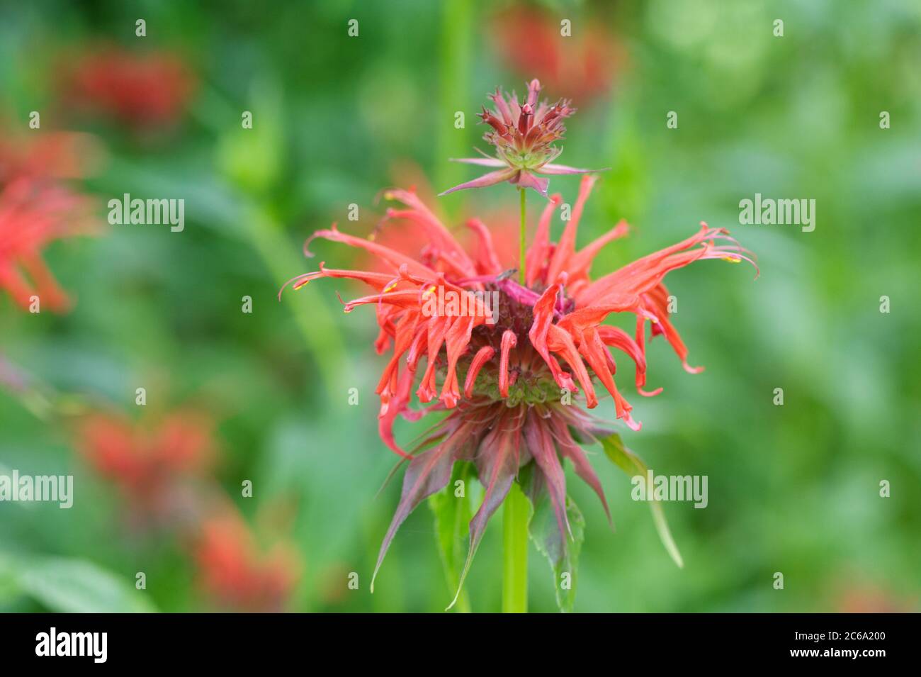 Monarda didyma 'Squaw'. Bergamot flowers. Stock Photo