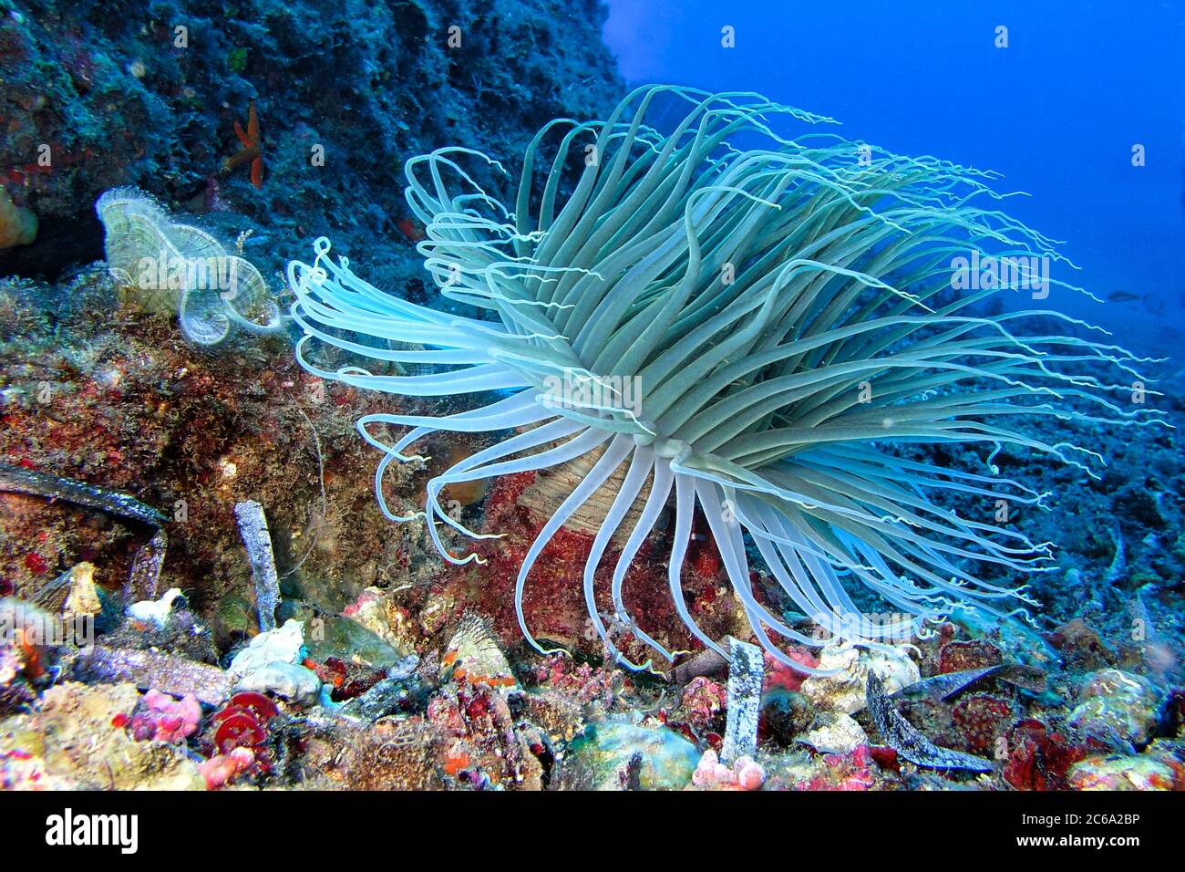 Anthozoa hi-res stock photography and images - Alamy