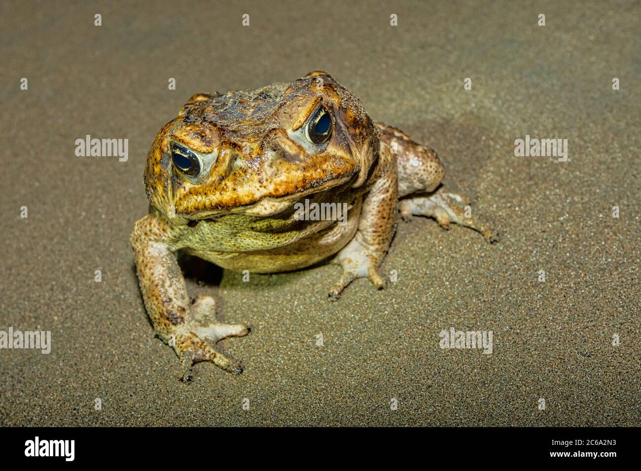 Cane Toad, Giant Neotropical Toad, Marine Toad, Rhinella marina, Marino