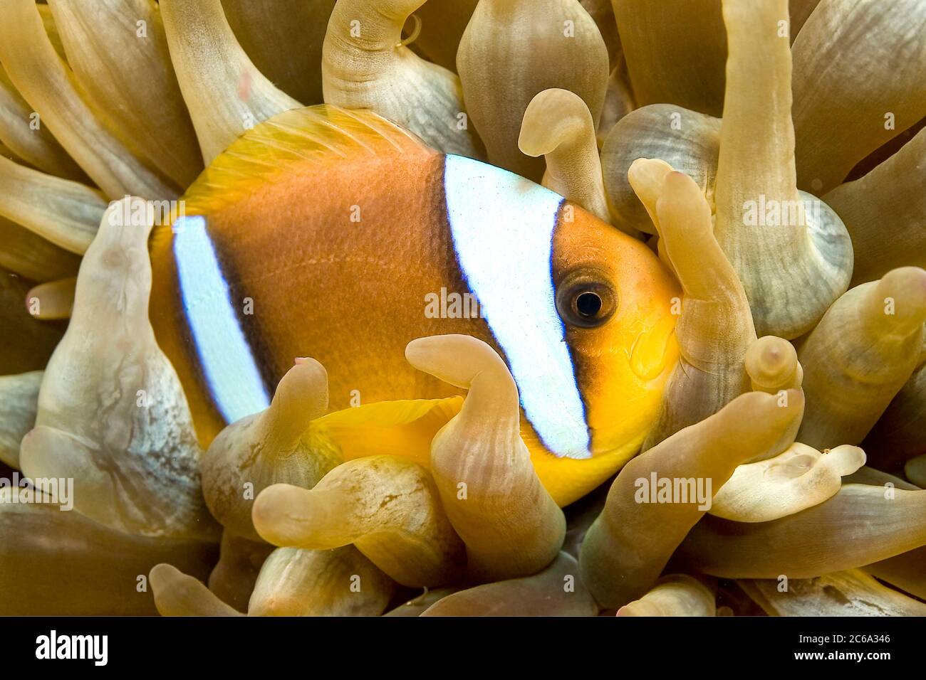Red Sea Clownfish, Two banded Anemonefish, Amphiprion bicintus, Red Sea,  Egypt Stock Photo - Alamy