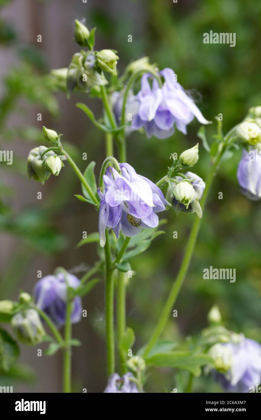 Pale blue Aquilegia vulgaris in a cottage garden. Stock Photo