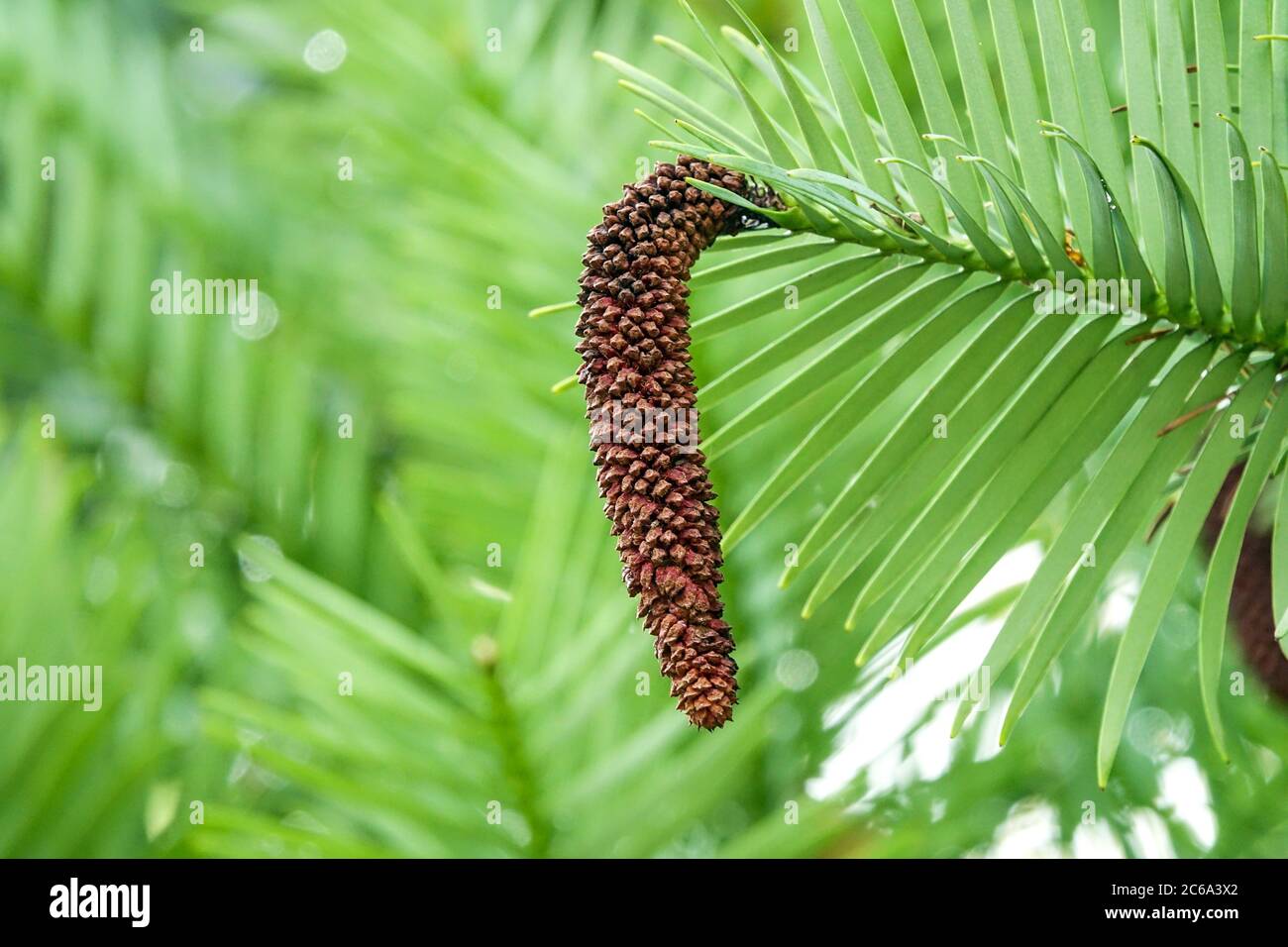 Wollemia nobilis Wollemi pine cone male Stock Photo