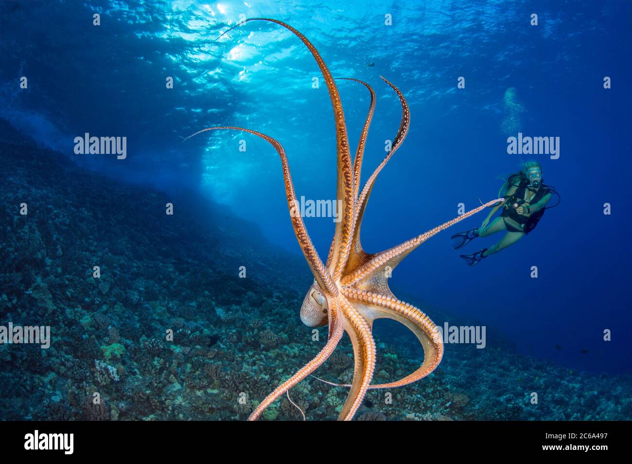 Underwater diving scuba dive octopus hawaii maui hires stock