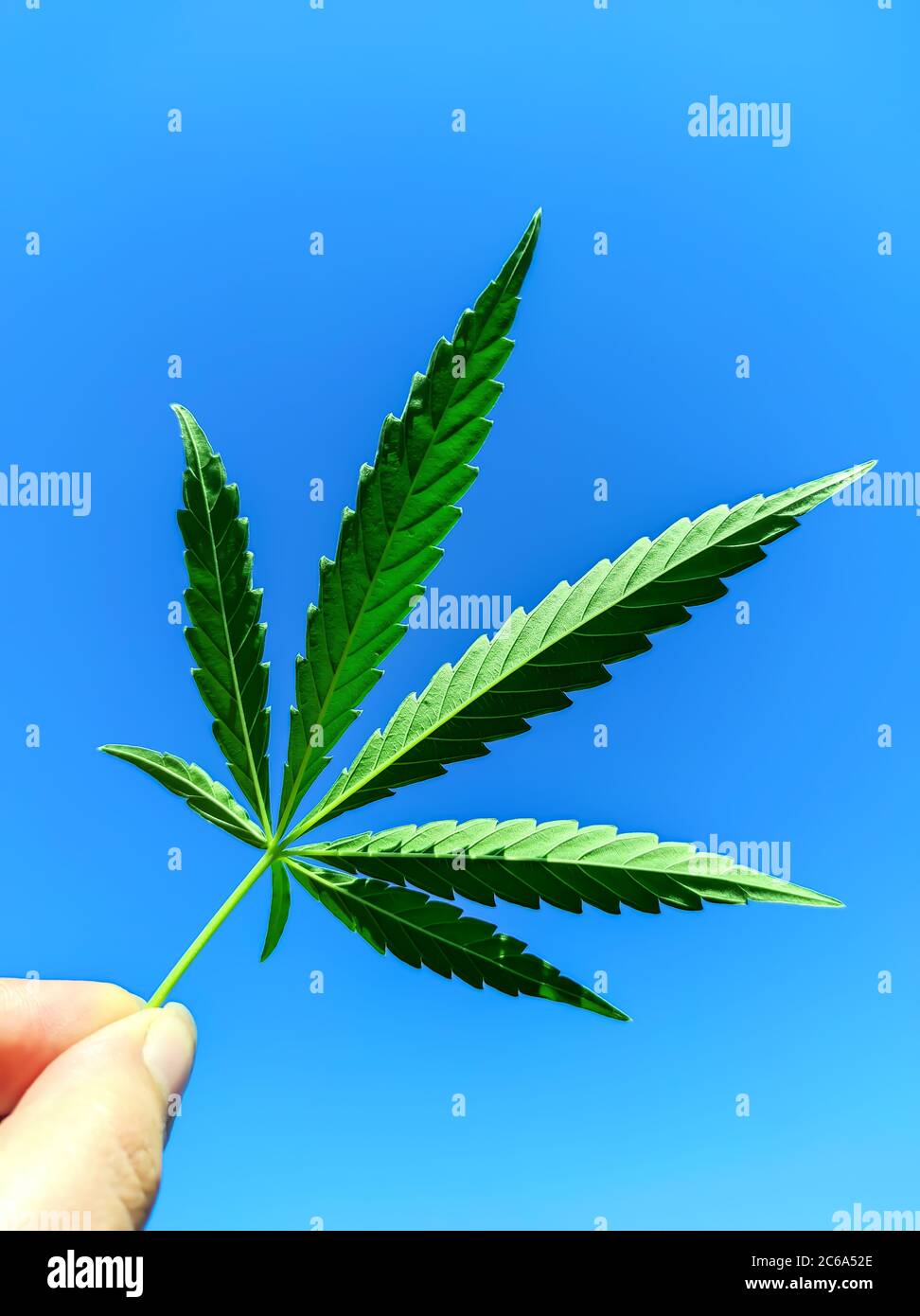 green leaf of hemp is lit by the sun against the blue sky in the hand Stock Photo