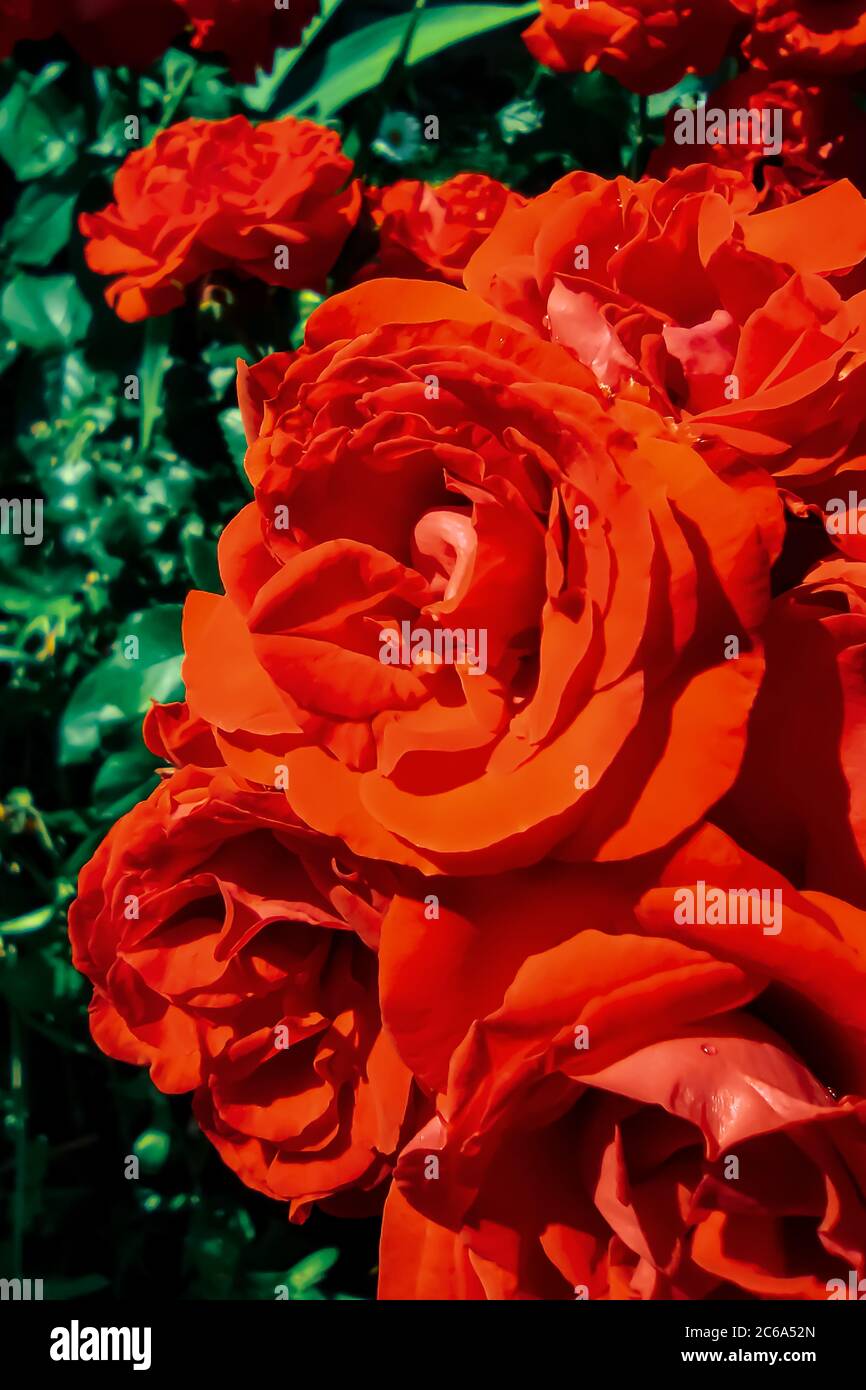 beautiful red-coral roses with raindrops on the petals on a blurred background of green leaves Stock Photo