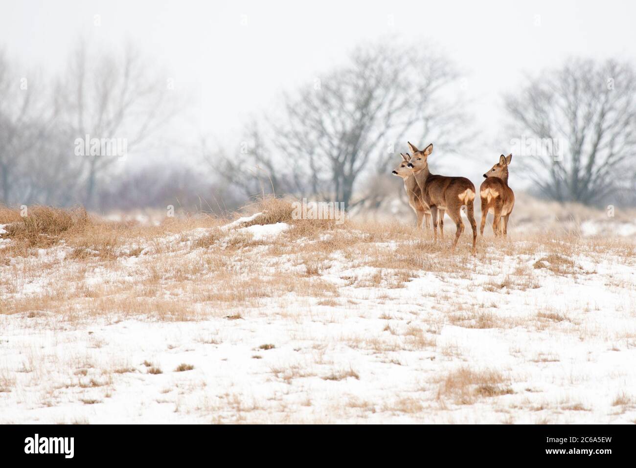 Roe deers (Capreolus capreolus) standing in dunes covered with snow Stock Photo