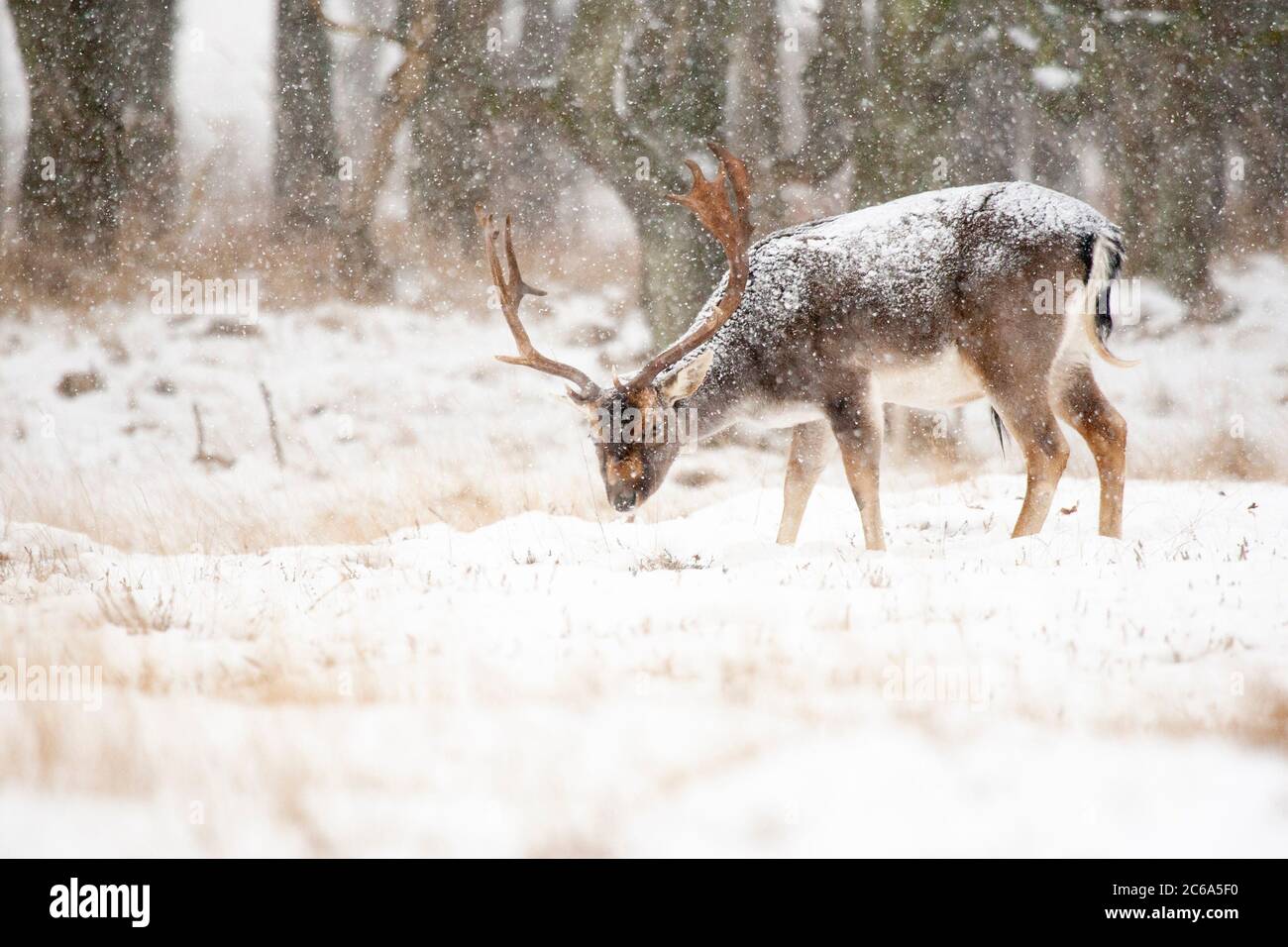 Male Fallow deer (Dama dama) standing in snow covered field in the Netherlands. Stock Photo