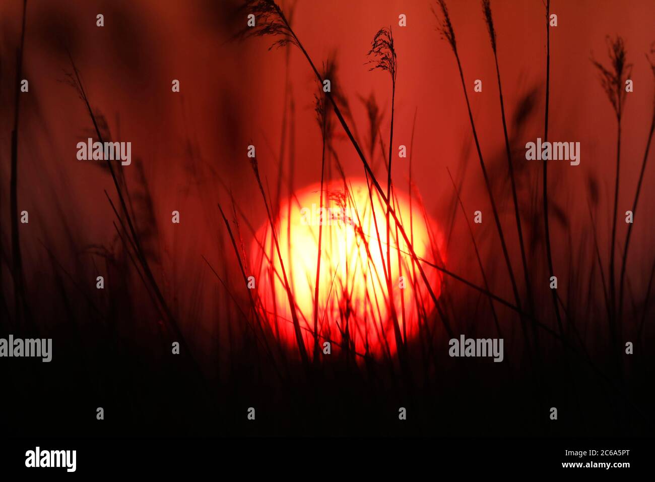 Reed bed (Phragmites australis) photographed with setting sun in the