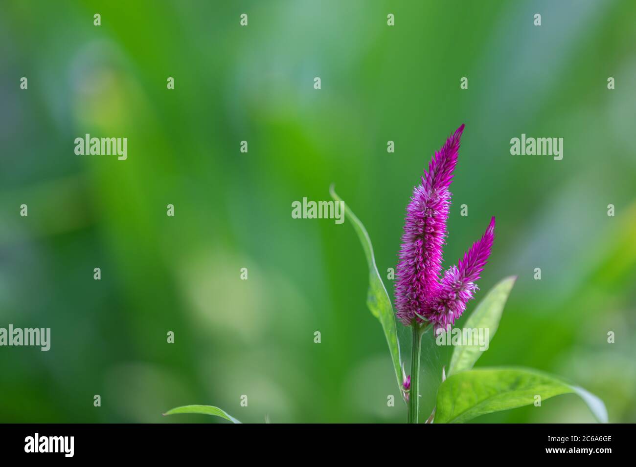 Exotic purple flower hi-res stock photography and images - Alamy