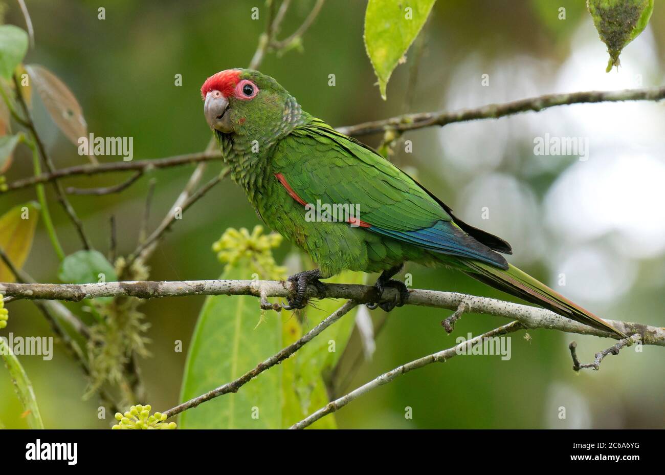 Male El Oro Parakeet (Pyrrhura orcesi) perched in a tree.  Endangered because of extreme deforestation and forest fragmentation for cattle ranching, w Stock Photo