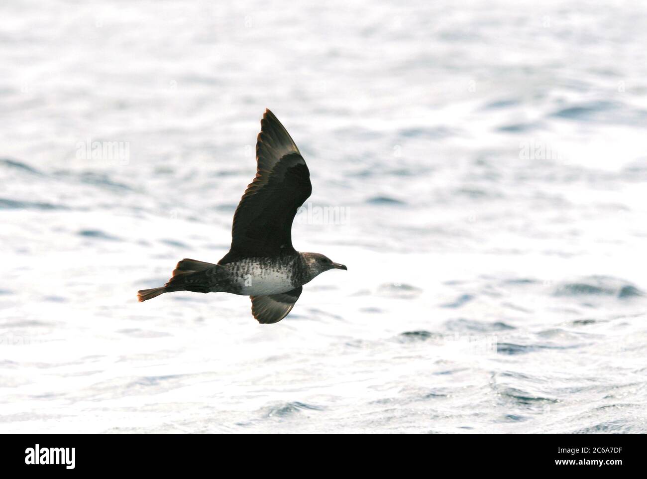 Dark adult Pomarine Skua (Stercorarius pomarinus) in flight over the Altantic ocean off the coast of northern Spain in the Bay of Biscay in early autu Stock Photo