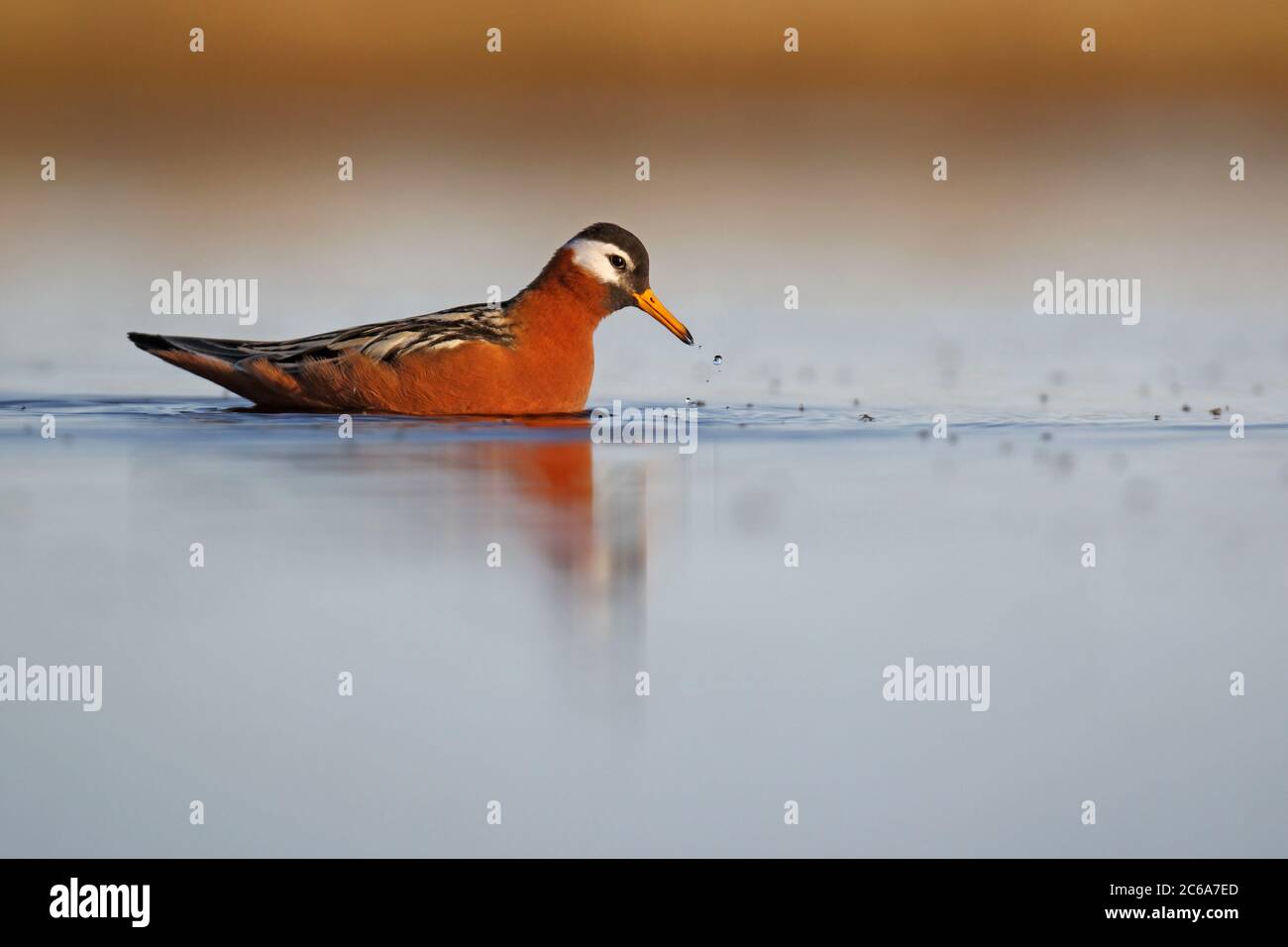 Adult Red Phalarope (Phalaropus fulicarius) in Alaska, United States, in summer plumage. Pickung up insects from the water surface. Stock Photo