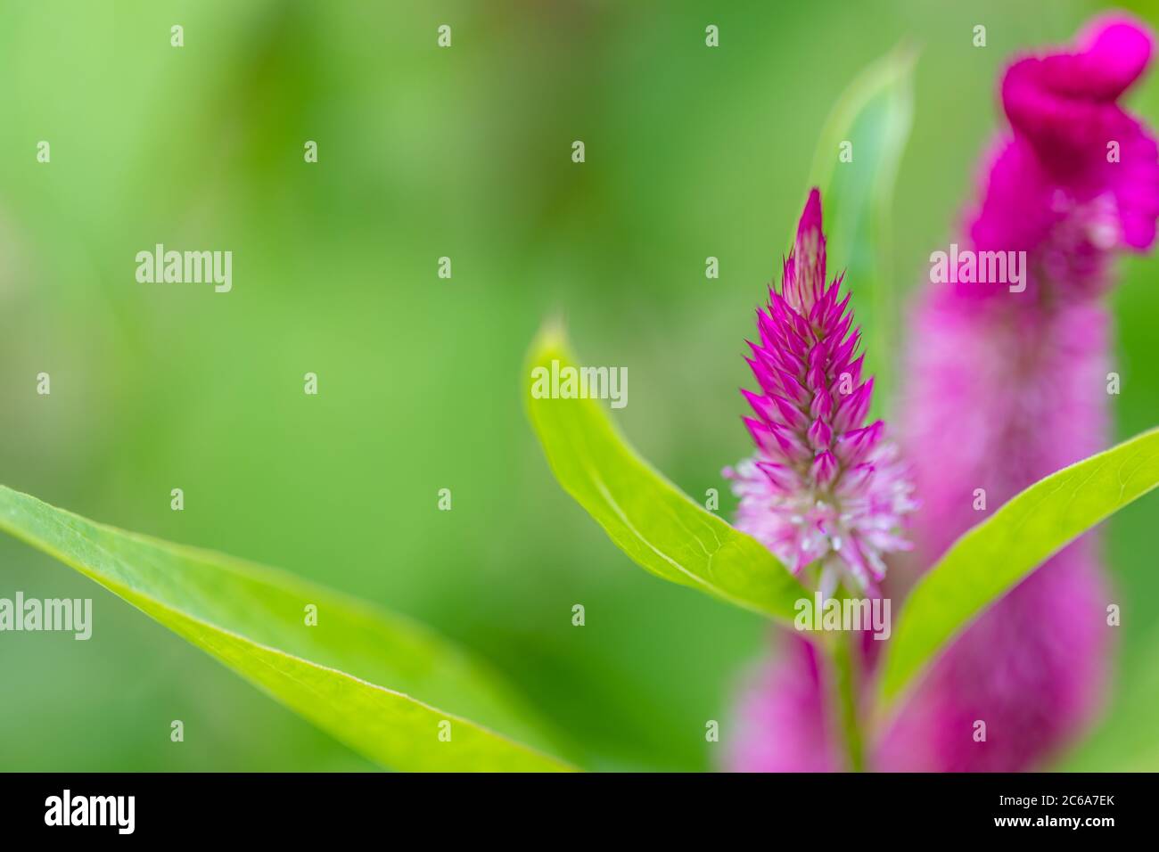 Macro of colorful flower on bright blurred tropical foliage nature background. Blooming exotic flower with rain drops. Tropical nature closeup Stock Photo