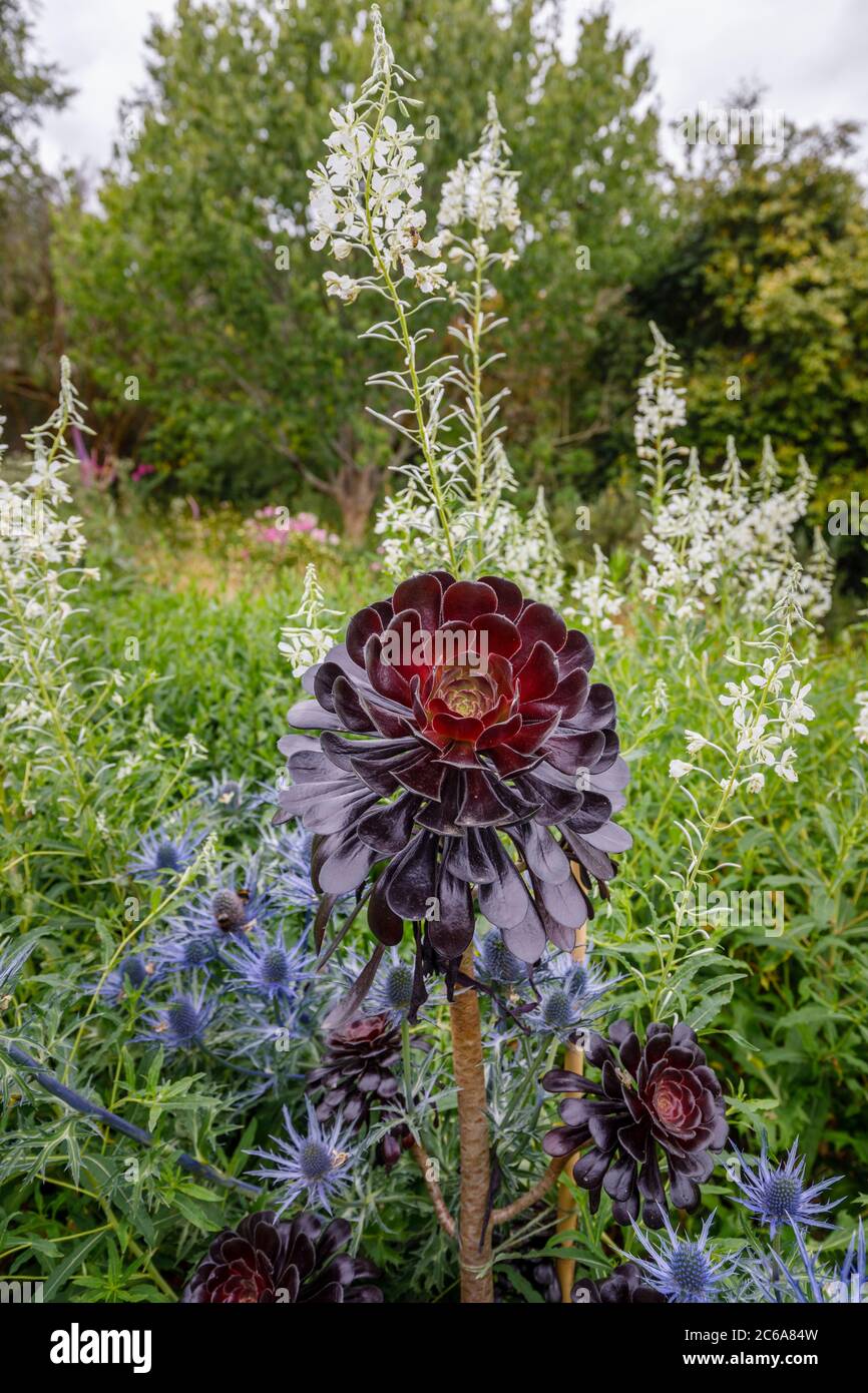 Aeonium Arboreum Zwartkopf Black Rose Tree Aeonium A Tall Succulent With Branched Stems And Black Rosette Leaves Growing In A Border In Summer Stock Photo Alamy