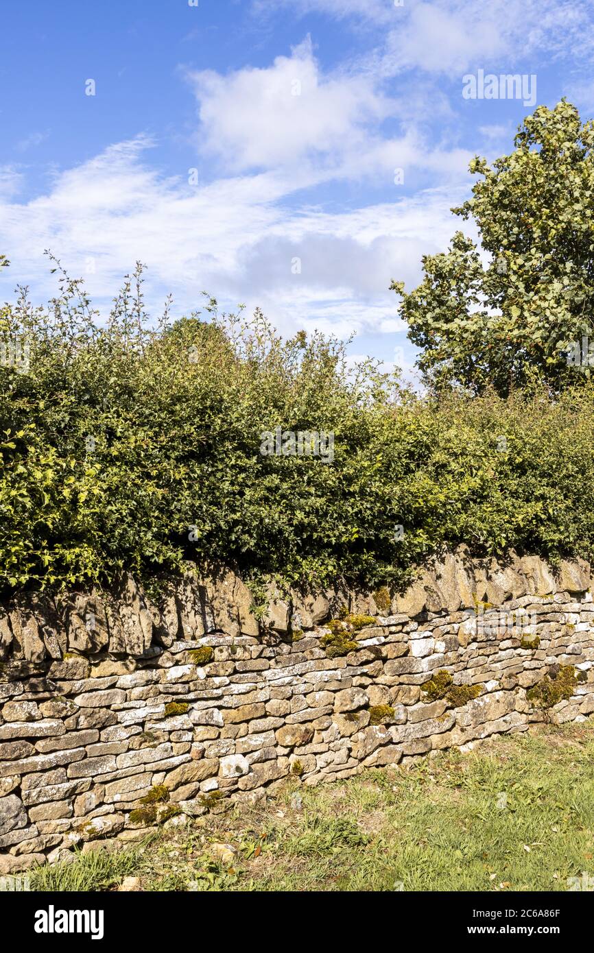 A hawthorn hedge growing behind a traditional dry stone wall near the Cotswold village of Guiting Power,  Gloucestershire UK Stock Photo