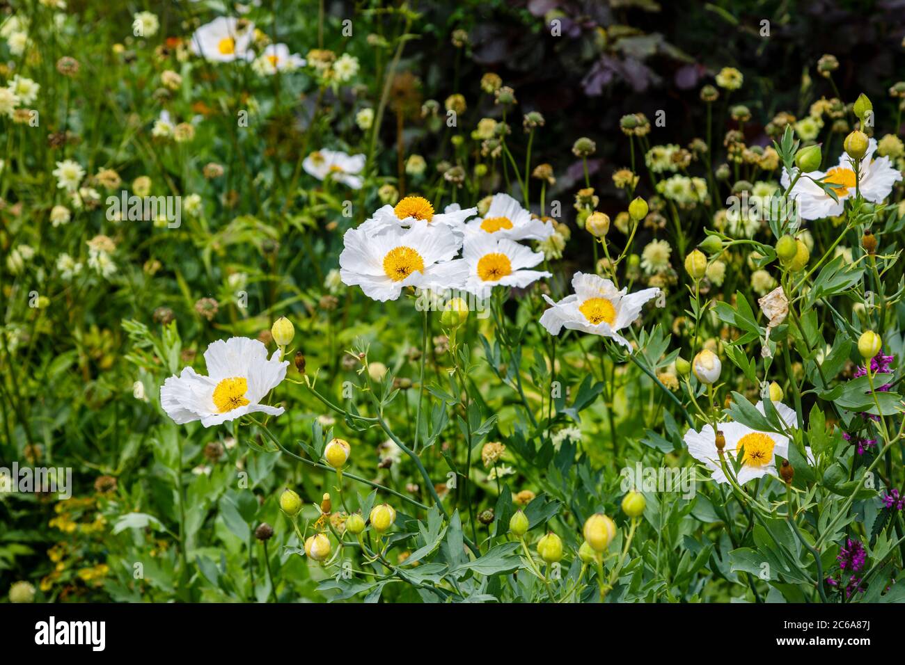 California Tree Poppy, Romneya Coulteri, white with yellow stamens, a summer flowering shrub in a border in a garden in West Sussex, southeast England Stock Photo