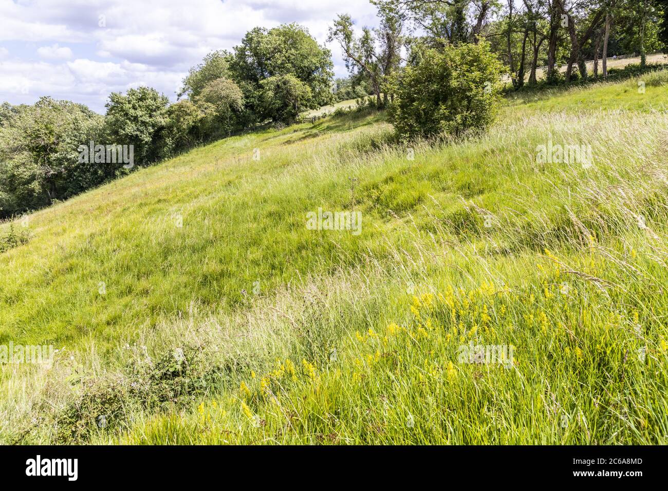 Lady's bedstraw (Galium verum) flowering on a hillside overlooking the valley of the River Windrush near the Cotswold village of Naunton, Gloucestersh Stock Photo