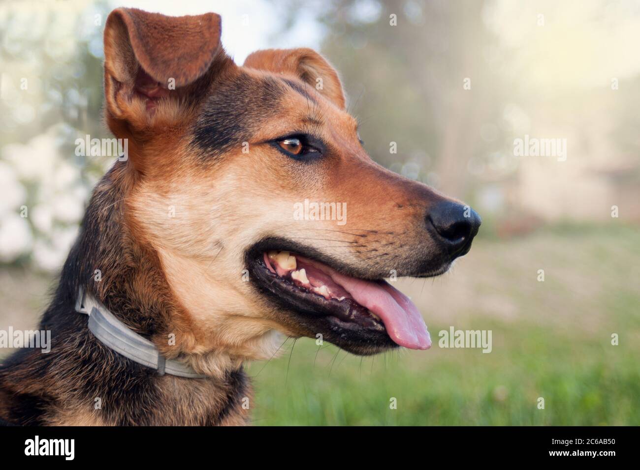 close up of a dog's face with a black beautiful nose. shining golden eyes. looking far. outdoor.Animal head close up shot. Stock Photo