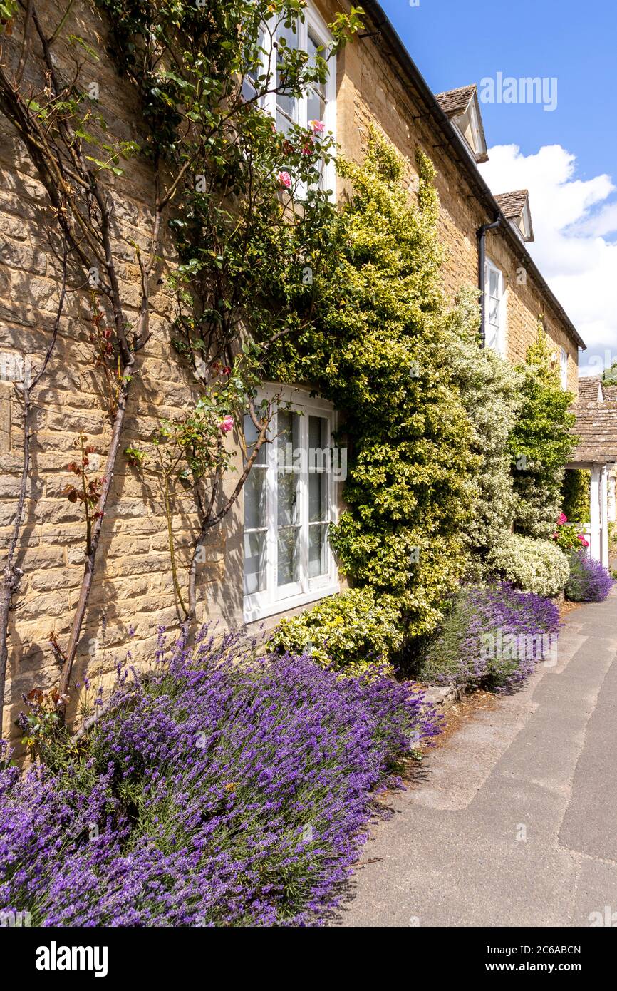 Lavender flowering outside the old stone farmhouse in the Cotswold village of Lower Swell, Gloucestershire UK Stock Photo