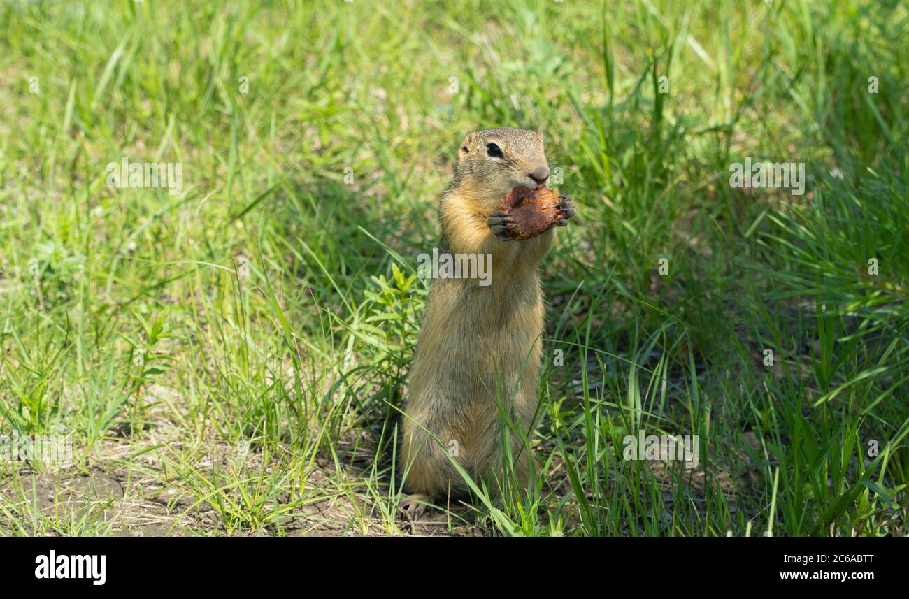 hungry gopher eats food in a clearing on a summer day. Stock Photo