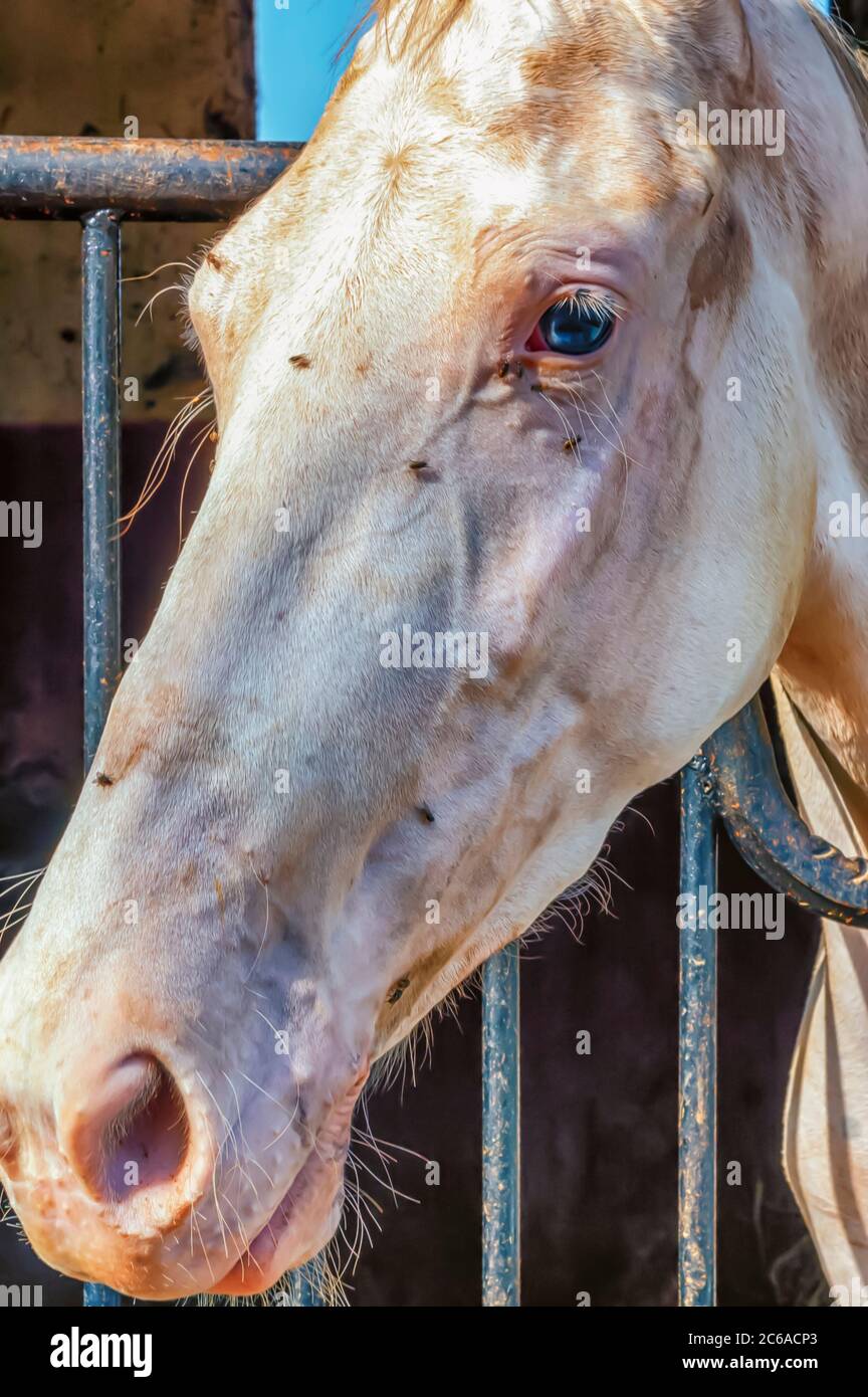 Flies on a pale horse's face. Some of the flies are feeding on the secretions from the horse's eye. Flies are a major irritant for a horse in a farm. Stock Photo