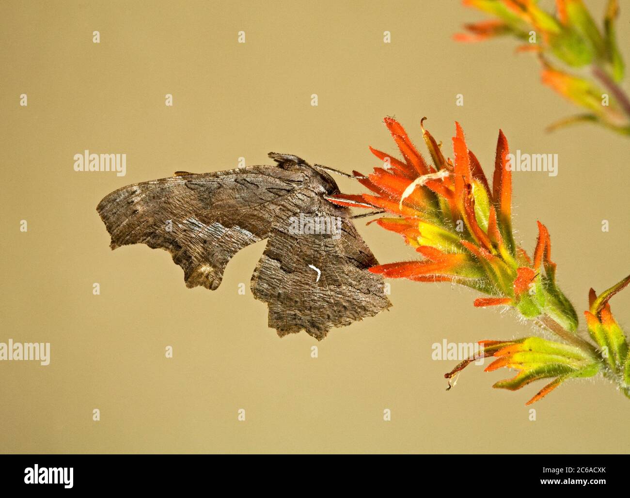 Detail of a Green Comma Butterfly, Polygonia faunus, also called Faunus comma, or Faunus anglewing. From the Ochoco Mountains of central oregon. Stock Photo