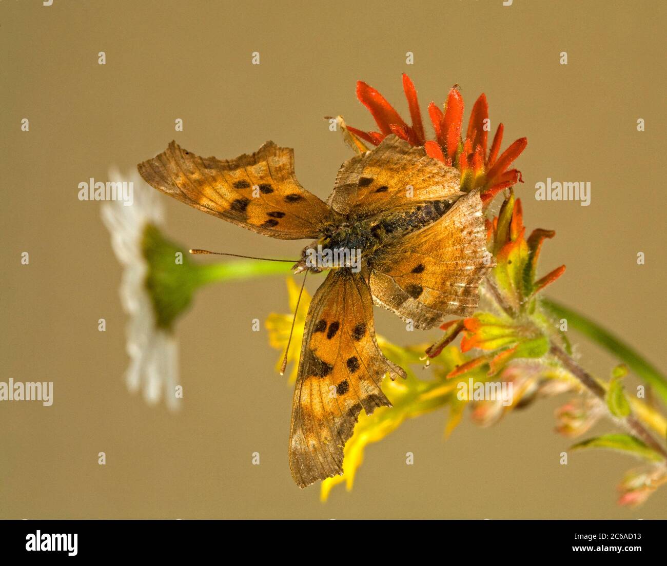 Detail of a Green Comma Butterfly, Polygonia faunus, also called Faunus comma, or Faunus anglewing. From the Ochoco Mountains of central oregon. Stock Photo