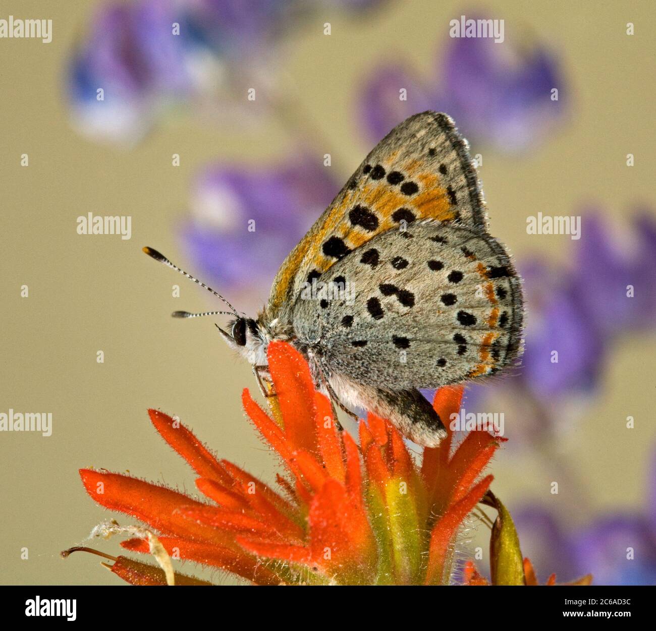 Detail of a Lustrous Copper butterfly, Lycaena cupreus, in the Ochoco Mountains, Oregon Stock Photo
