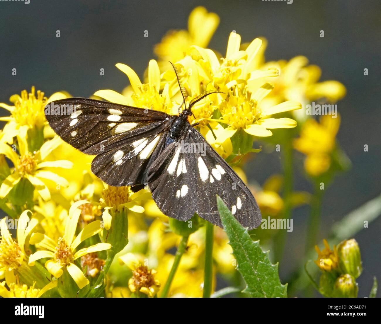 A police car moth, Gnophaela vermiculata, so named because of its black and white coloration, on a wildflower in the Cascade Mountains of Oregon. Stock Photo