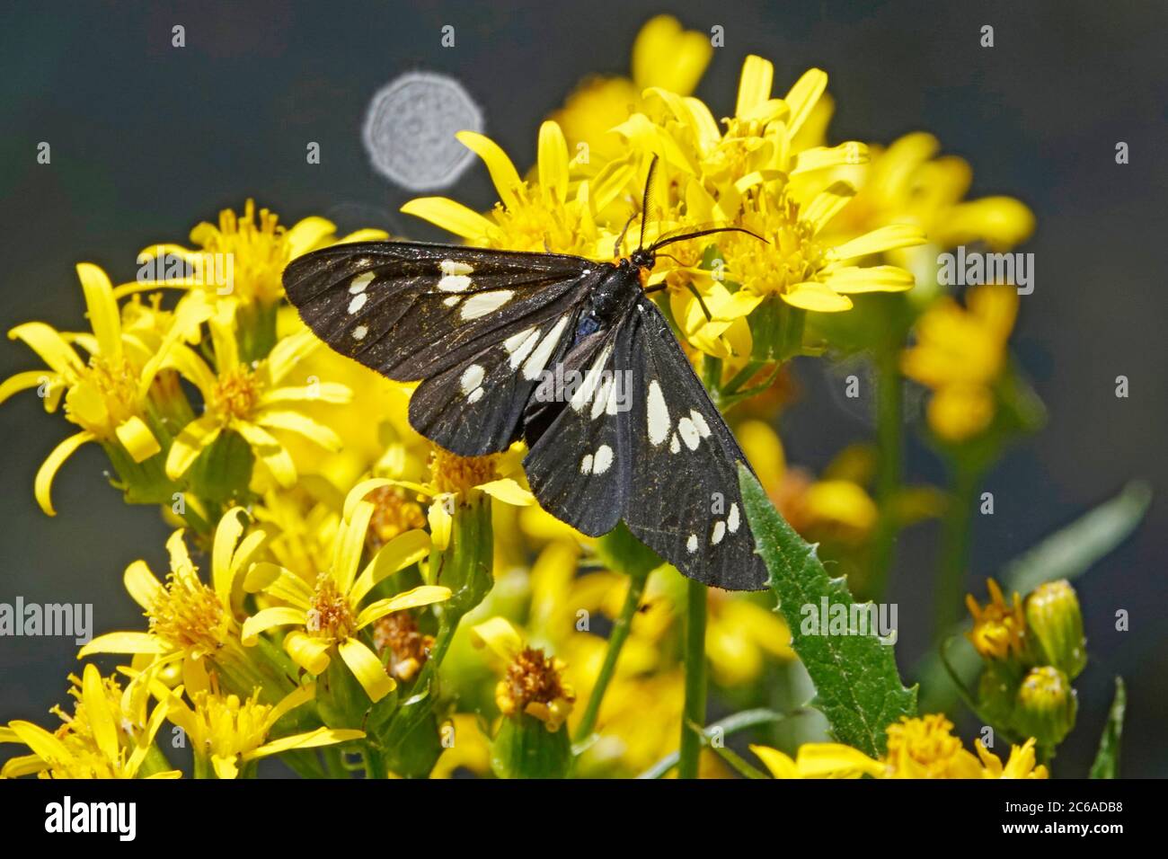 A police car moth, Gnophaela vermiculata, so named because of its black and white coloration, on a wildflower in the Cascade Mountains of Oregon. Stock Photo