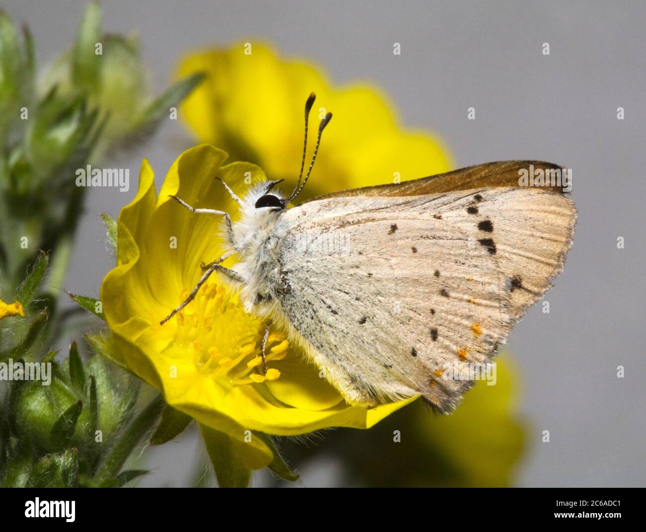 Portrait of a Purplish Copper butterfly, Lycaena helloides, on a wildflower in the Ochoco Mountains near the Lookout Mountain Trail, in Central Oregon Stock Photo