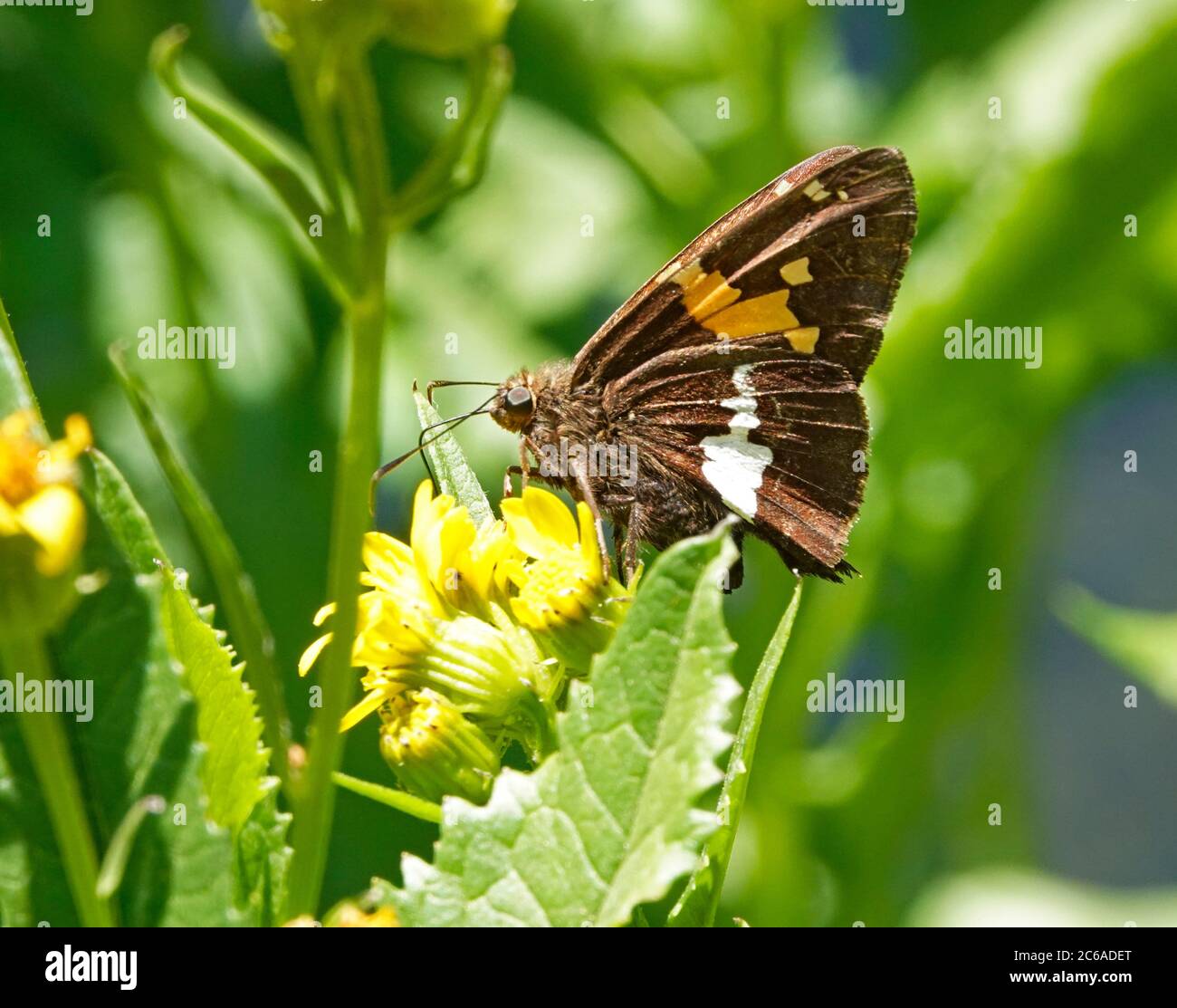 A silver spotted skipper, Epargyreus clarus, taking nectar from a Pacific Ninebark shrub, Physocarpus capitatus, on the Metolius River in Central Oreg Stock Photo