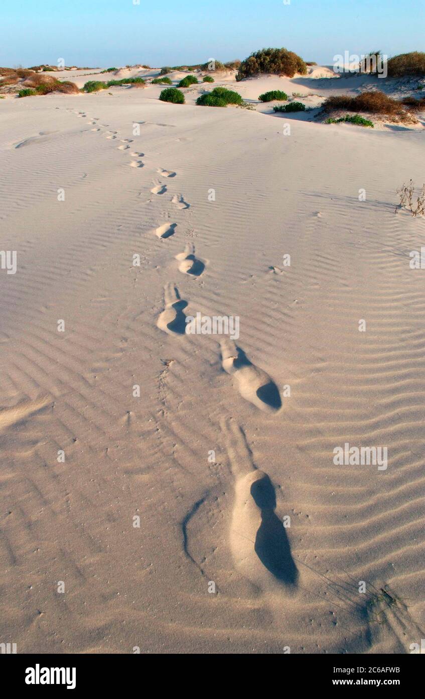 Willacy County, Texas USA, February 2004: Human tracks in the sand dunes along the south Mansfield Cut from the Laguna Madre to the Gulf of Mexico. ©Bob Daemmrich Stock Photo