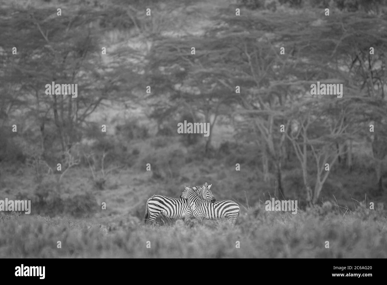 The World of Zebra!!! Stock Photo