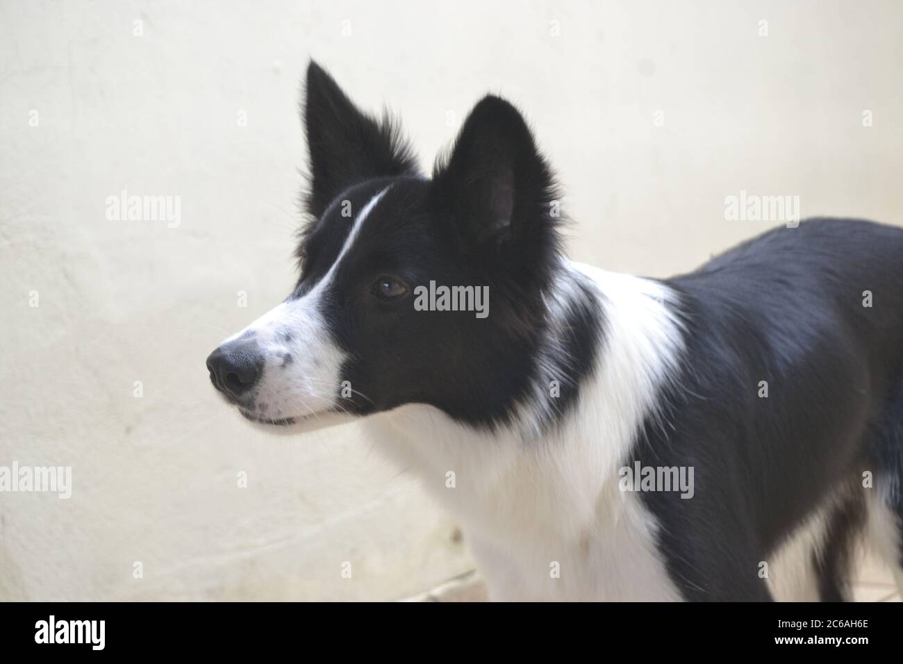Border collie dog on alert showing attention and focus portrait style
