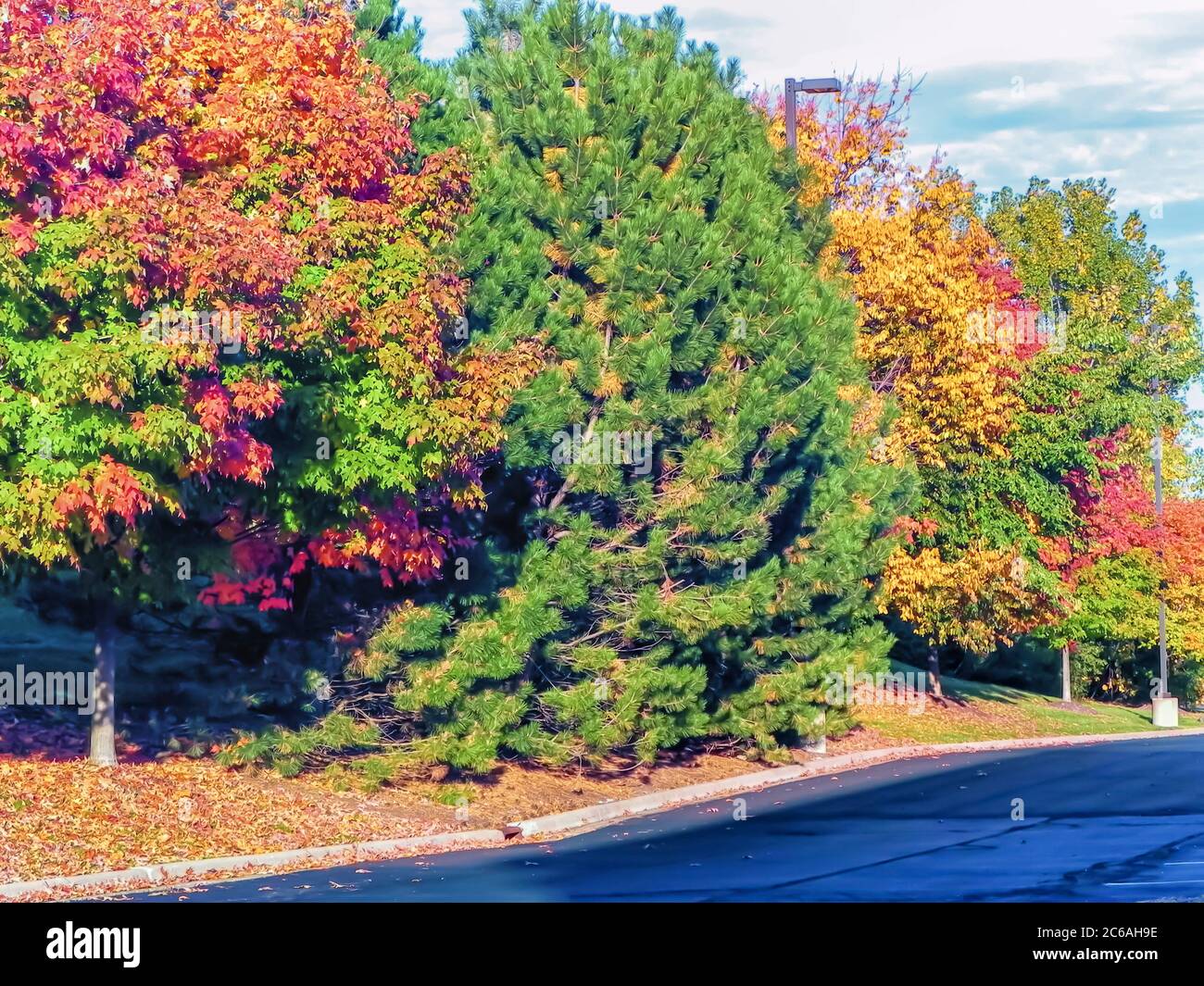 Leaves of Maple and Cherry trees changing colour/color as the fall/autumn approaches in the US. Stock Photo
