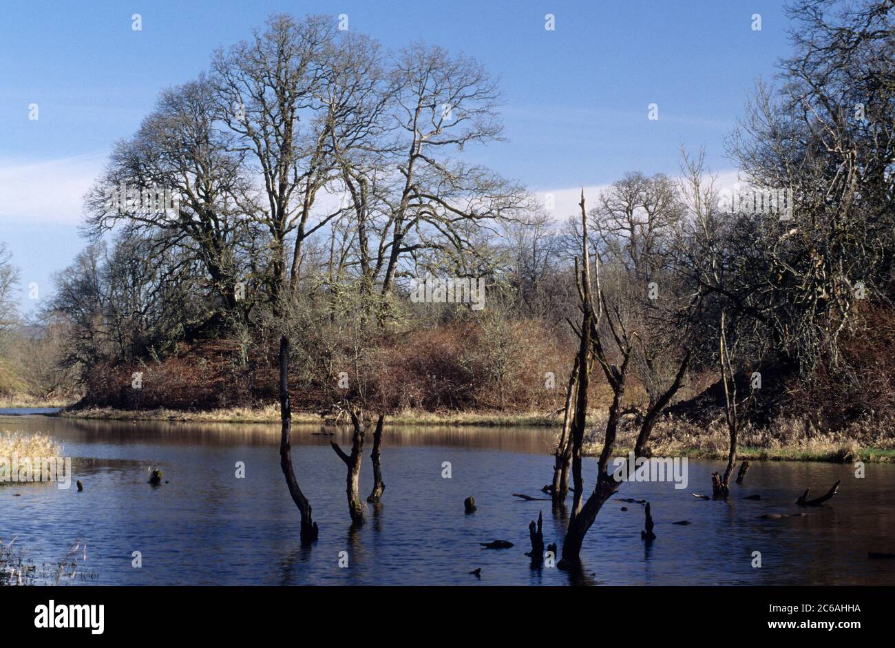 Oak & slough off Gee Creek, Ridgefield National Wildlife Refuge, Washington Stock Photo