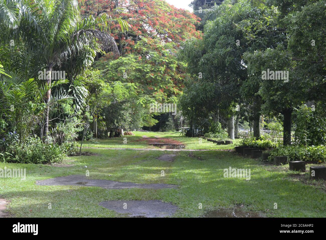 Nature of Brazil. Lawn between typical Brazilian trees, in an ecotourism farm in the interior of Brazil, in panoramic photo with lots of green, Brazil Stock Photo