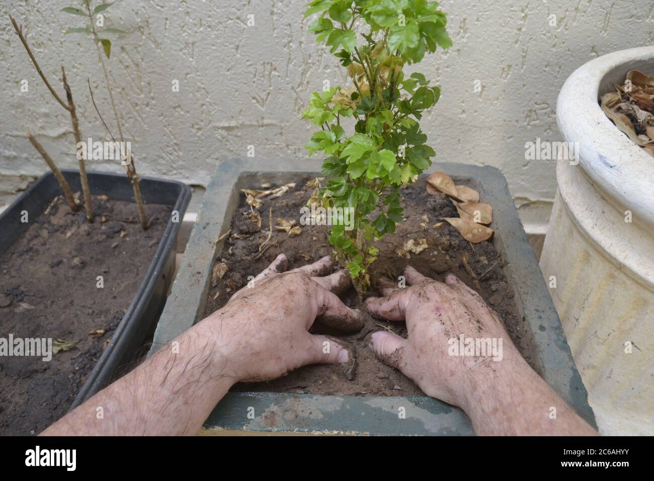 Hands of elderly man planting flowers in the garden at home, in stone pot, photo from top to bottom, with emphasis on hands, on white background with Stock Photo