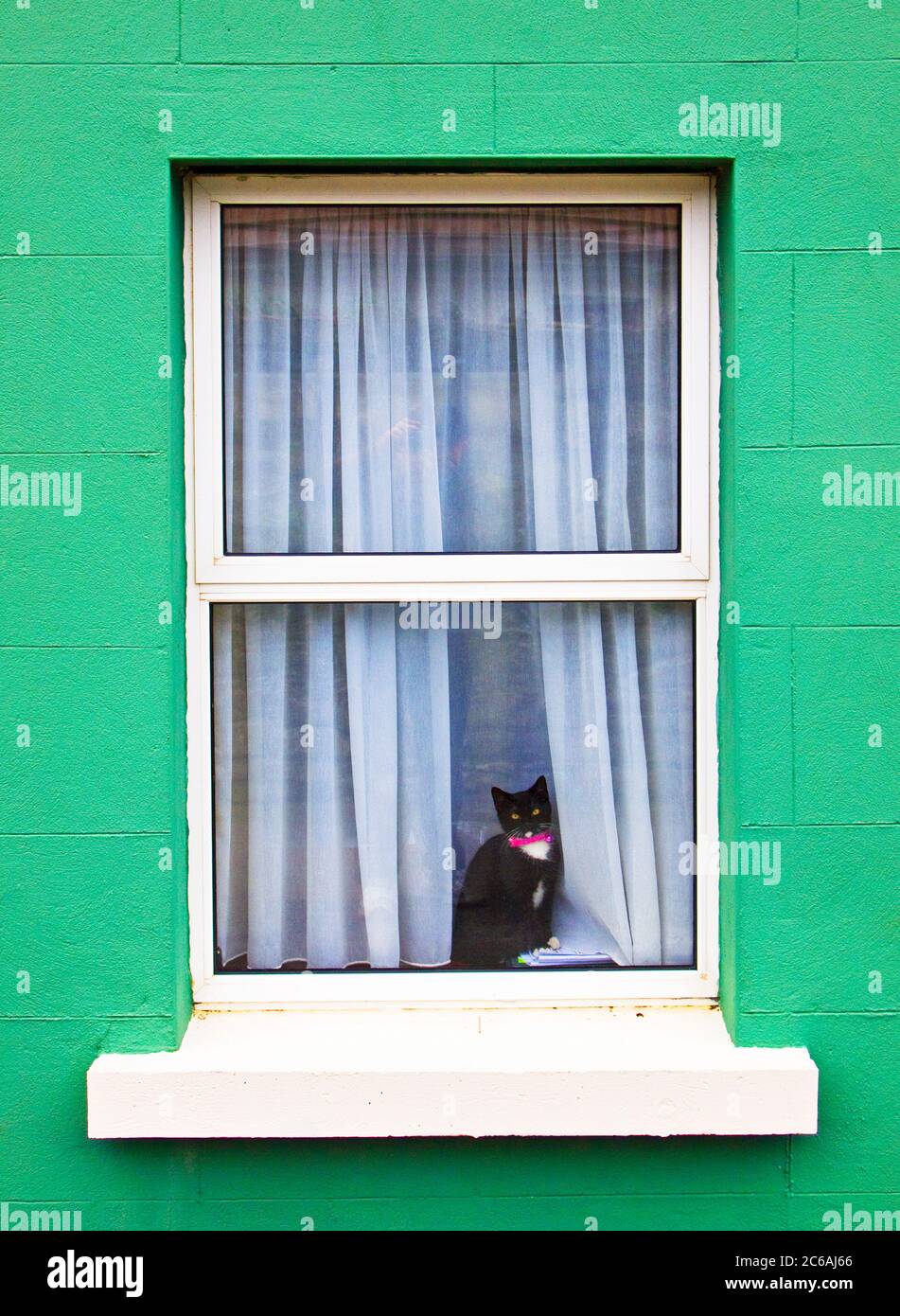 A black kitten looking out of a window Stock Photo