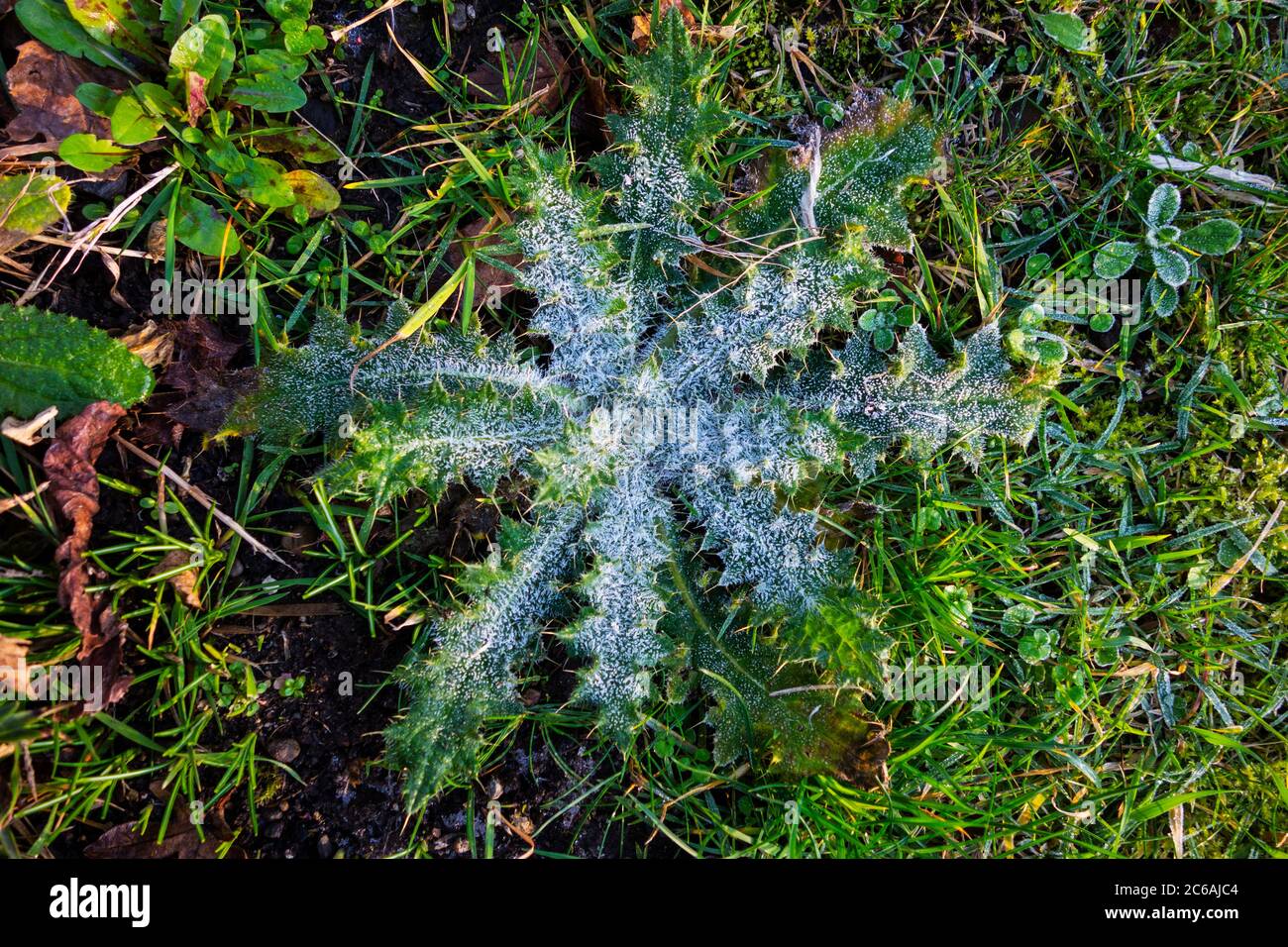 A thistle covered with frost Stock Photo